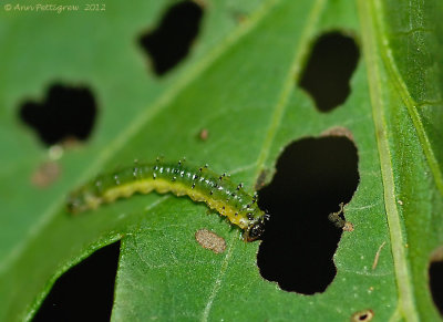 Hibiscus Sawfly Larva