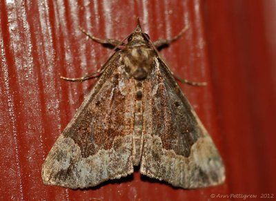 Baltimore-Snout-(Hypena-baltimoralis)-31-Aug-2012---0056.jpg