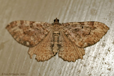 Barberry-Geometer-(Coryphista-meadii)---31-Aug-2012---0363.jpg