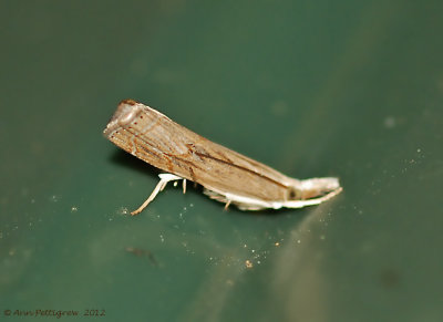 Bluegrass-Webworm-Moth-(Parapediasia-teterrella)---31-Aug-2012---0365.jpg