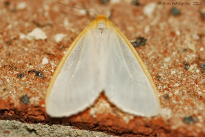 Delicate-Cycnia-(Cycnia-tenera)---31-Aug-2012---0378.jpg