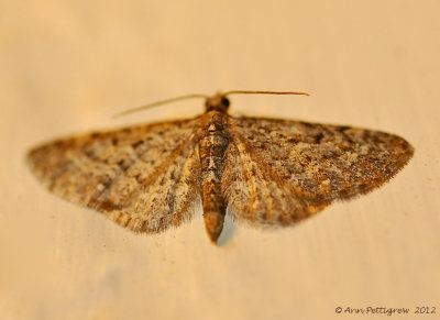 Eupithecia sp. - 0362.jpg