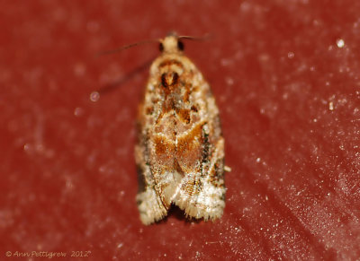 Red-banded-Leafroller-(Argyrotaenia-velutinana)---3-Sept-2012---0457.jpg