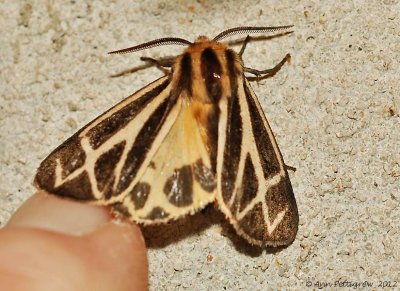 Tiger-Moth-sp.---possible-Nais-(Apantesis-nais)-29-aug-2012---0305.jpg