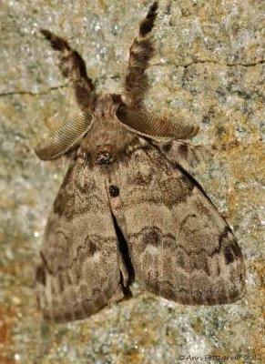 White-marked-Tussock-Moth---(Orgyia-;eucostigma)---29-aug-2012---0303.jpg