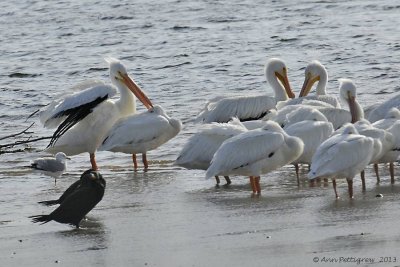 American White Pelicans & Double-crested Cormorant