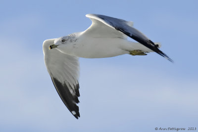 Ring-billed Gull