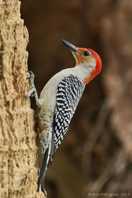 Red-bellied Woodpecker (Male)