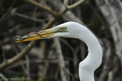 Great Egret with Anole 