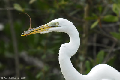 Great Egret with Anole 