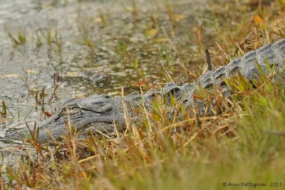 American Alligator