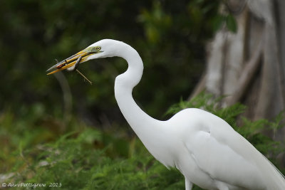 Great Egret with Lizard