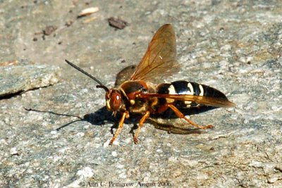 Cicada Killer - Male