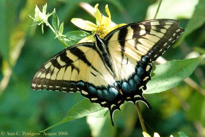Eastern Tiger Swallowtail - Female