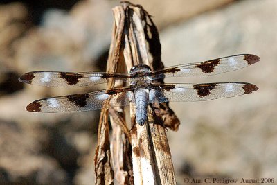 Twelve-spotted Skimmer - Male