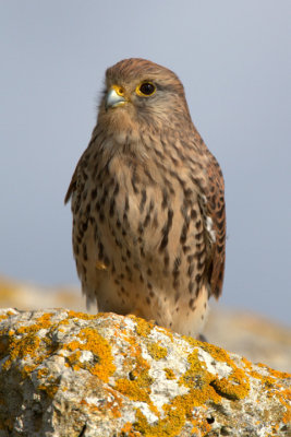 Common Kestrel