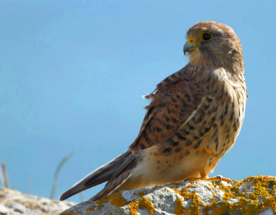 Common Kestrel