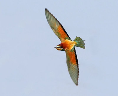 Bee-eater ( Merops apiaster ) 