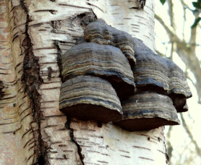 Hoof Fungus (Fomes fomentarius )