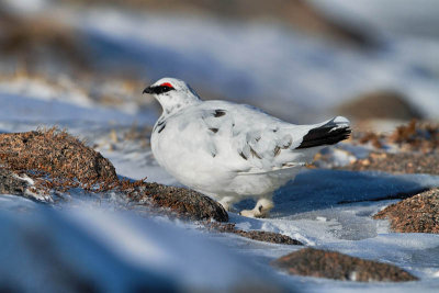 Ptarmigan (Lagopus mutus )