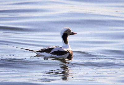 Long tailed Duck ( Clangula hyemalis )