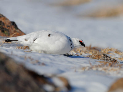 Ptarmigan (Lagopus mutus 