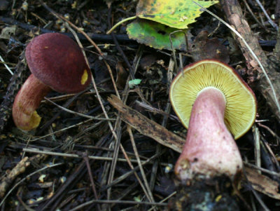 Tricholomopsis rutilans (Plums and custard)