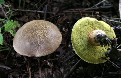 Boletus chrysenteron (Red Cracking Bolete)