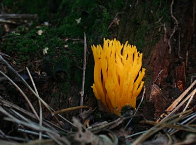  Calocera viscosa (Yellow Antler)