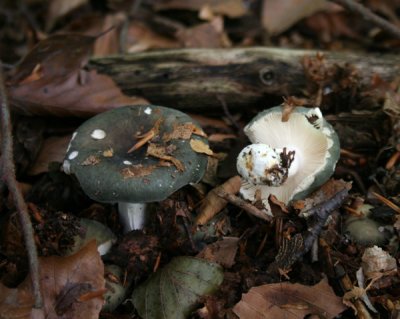 Russula xerampelina var olivascens