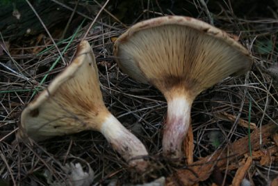 Paxillus involutus (Roll Rim)