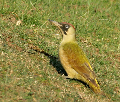 Green-woodpecker.jpg