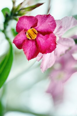 DSC_2175.jpg