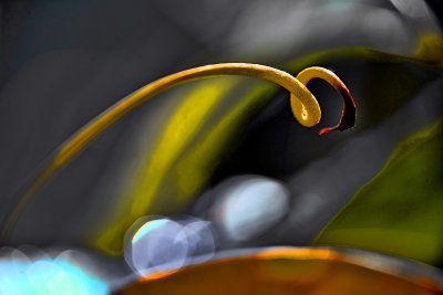 DSC_2442d.jpg