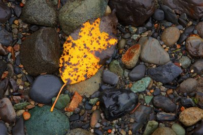 Leaf along Nooksack River, HDR image