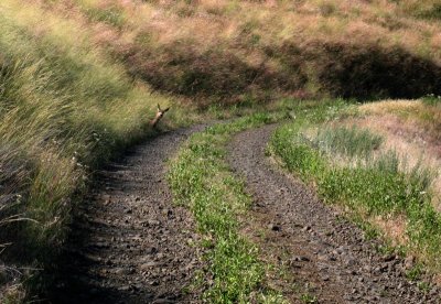 Who goes there? Road to Dug Bar, Hells Canyon.