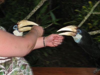 Deanna Playing with Hornbills