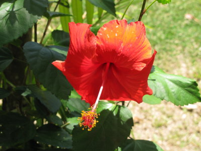 Hibiscus