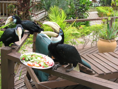 Hornbills being fed