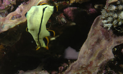 Yellow stripped Nudi 1.