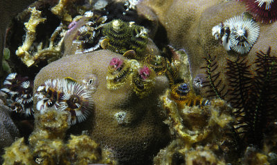 Multi colored Christmas tree worms