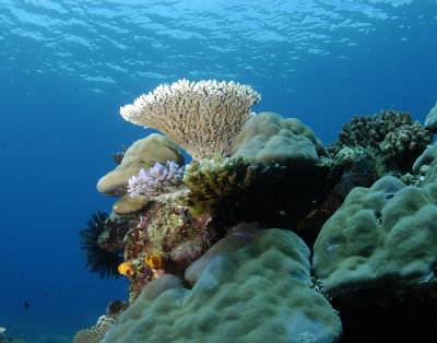 Reef Scene