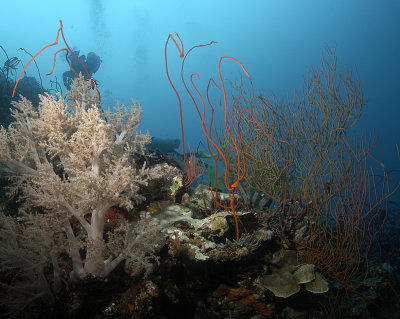 Reef scene red whip coral and diver