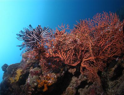 Red coral and feather Star