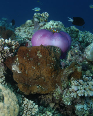 Purple Aneome with Clownfish