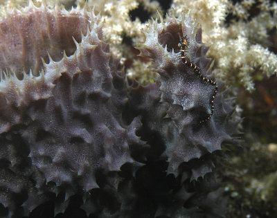 Pipefish on sponge