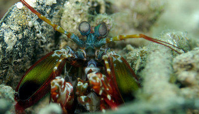 Peacock Mantis Shrimp eyes