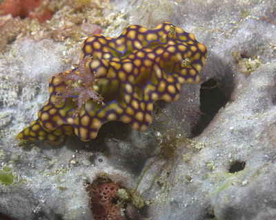 Golden Nudi