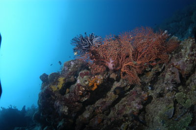 Feather stars and huge coral