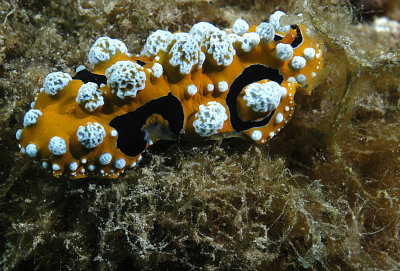 Nudibranche